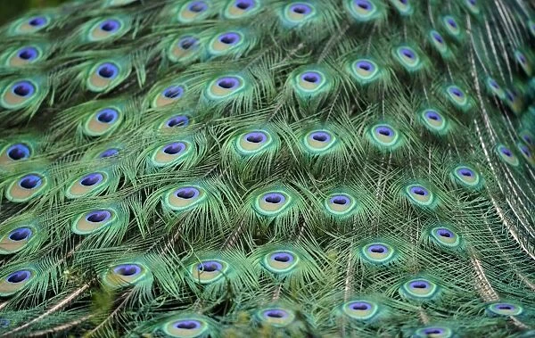 Indian Peafowl or Blue Peafowl -Pavo cristatus-, male, detail of peacock feathers