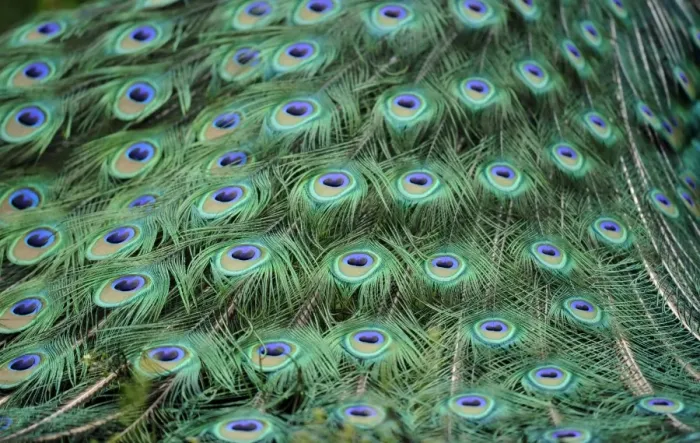 Framed Print : Indian Peafowl or Blue Peafowl -Pavo cristatus-, male, detail of peacock feathers Framed Print : Indian Peafowl or Blue Peafowl -Pavo cristatus-, male, detail of peacock feathers