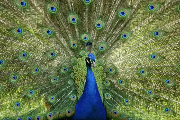 Framed Print : Indian Peafowl or Blue Peafowl -Pavo cristatus-, male, displaying Framed Print : Indian Peafowl or Blue Peafowl -Pavo cristatus-, male, displaying