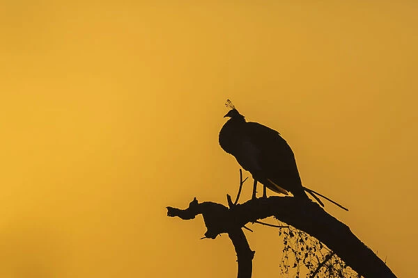 Indian Peafowl -Pavo cristatus-, Keoladeo National Park, Rajasthan, India