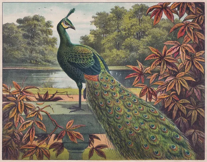 Framed Print : Indian peafowl (Pavo cristatus), chromolithograph, published ca. 1898 Framed Print : Indian peafowl (Pavo cristatus), chromolithograph, published ca. 1898