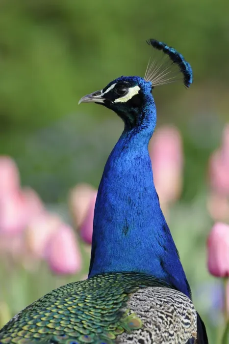 Framed Print : Indian Peafowl -Pavo cristatus-, adult male Framed Print : Indian Peafowl -Pavo cristatus-, adult male