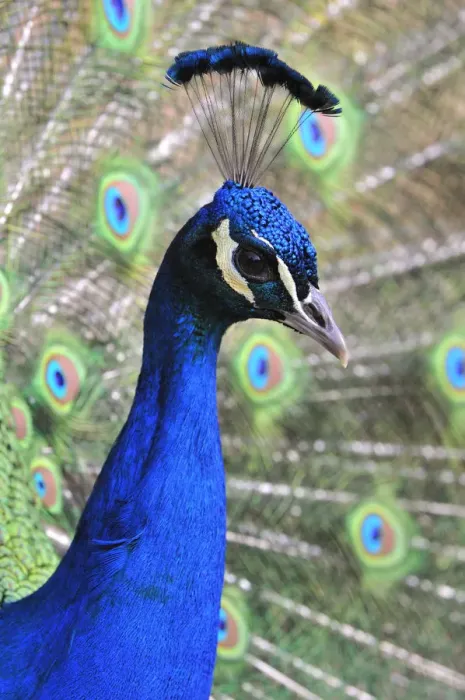 Framed Print : Indian Peafowl -Pavo cristatus-, adult male Framed Print : Indian Peafowl -Pavo cristatus-, adult male