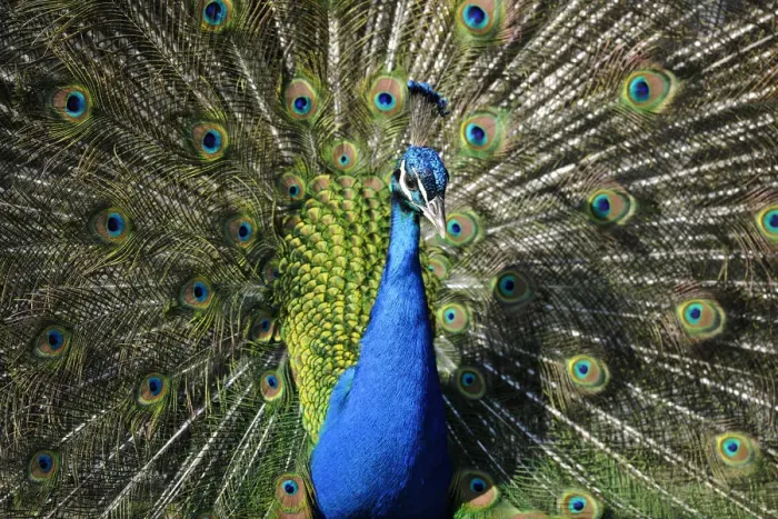 Framed Print : Indian Peafowl -Pavo cristatus- displaying