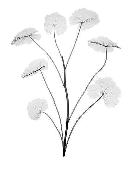 Indian pennywort (Centella asiatica), X-ray