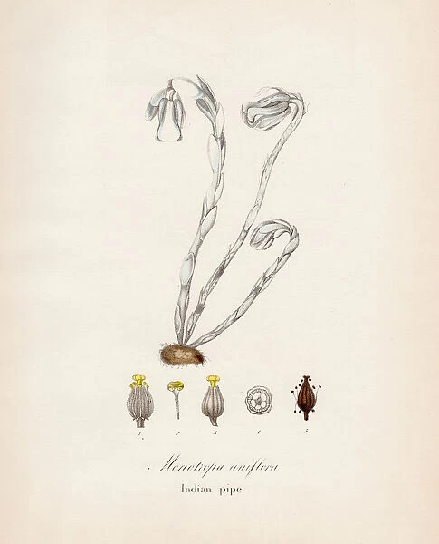 Indian pipe plant botanical engraving 1843