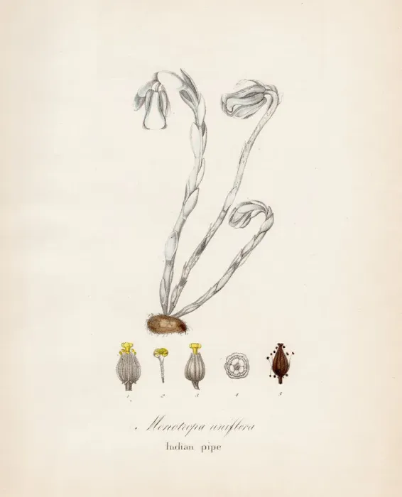 Framed Print : Indian pipe plant botanical engraving 1843 Framed Print : Indian pipe plant botanical engraving 1843