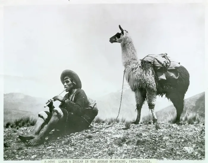 Framed Print : Indian Resting with Llama Framed Print : Indian Resting with Llama
