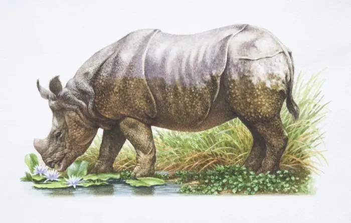 Framed Print : Indian Rhinoceros, Rhinoceros unicornis, side view, grazing by Pond
