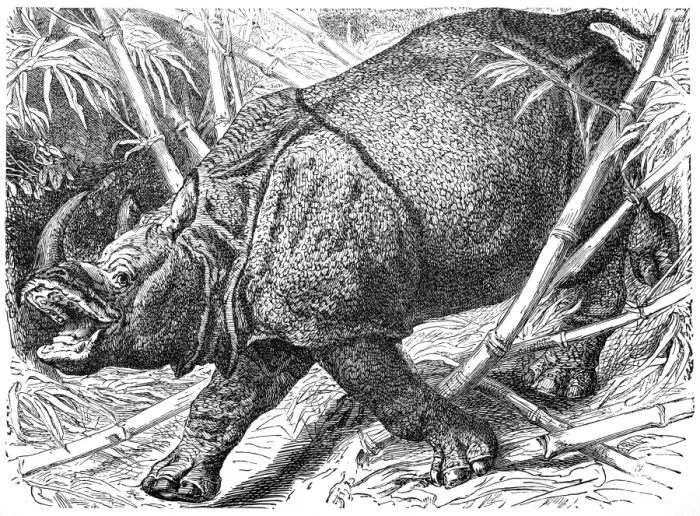 Framed Print : Indian Rhinoceros (Rhinoceros Unicornis) Framed Print : Indian Rhinoceros (Rhinoceros Unicornis)