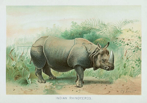 Indian rhinocerus chromolithograph 1896