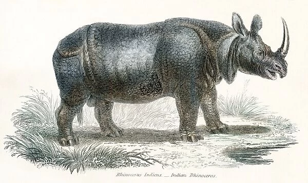 Indian Rhinocerus engraving 1803