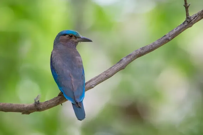 Framed Print : Indian Roller Framed Print : Indian Roller