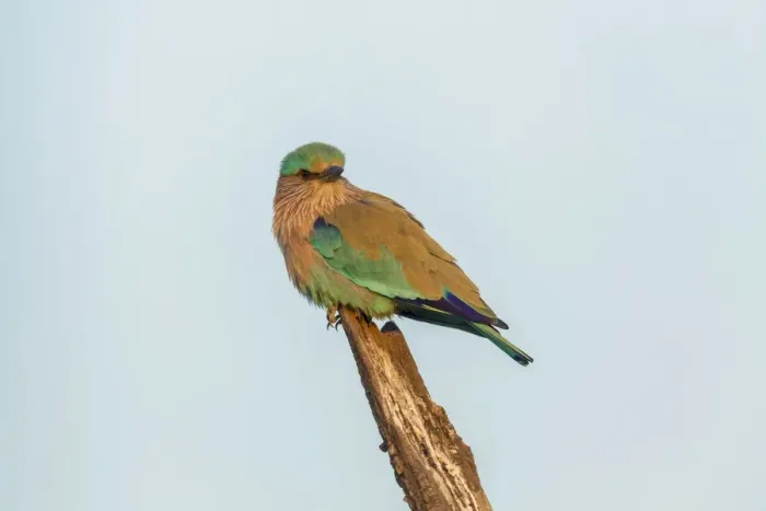 Framed Print : Indian Roller -Coracias benghalensis-, Keoladeo National Park, Rajasthan, India Framed Print : Indian Roller -Coracias benghalensis-, Keoladeo National Park, Rajasthan, India