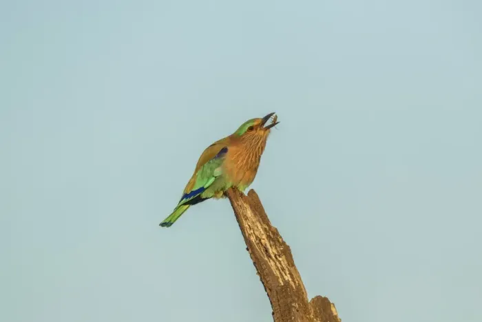 Framed Print : Indian Roller -Coracias benghalensis-, Keoladeo National Park, Rajasthan, India Framed Print : Indian Roller -Coracias benghalensis-, Keoladeo National Park, Rajasthan, India