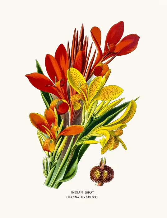 Framed Print : Indian shot house plant