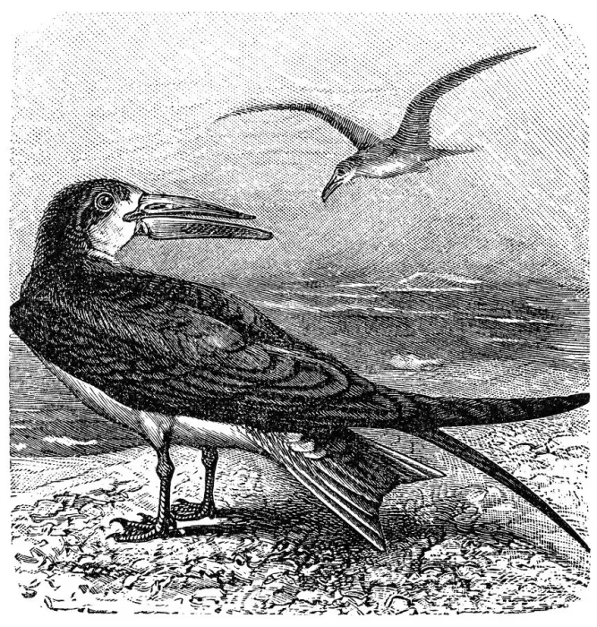 Framed Print : The Indian skimmer or Indian scissors-bill (Rynchops albicollis)