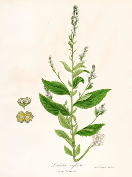 Framed Print : Indian tobacco botanical engraving 1843 Framed Print : Indian tobacco botanical engraving 1843