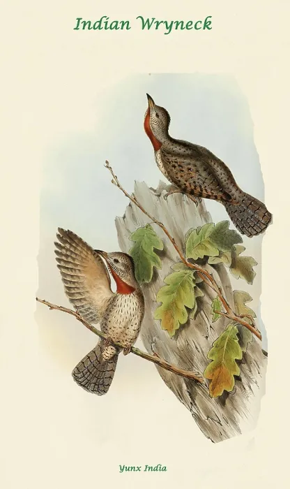 Framed Print : Indian Wryneck Framed Print : Indian Wryneck