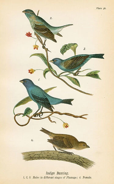 Indigo bunting bird lithograph 1890
