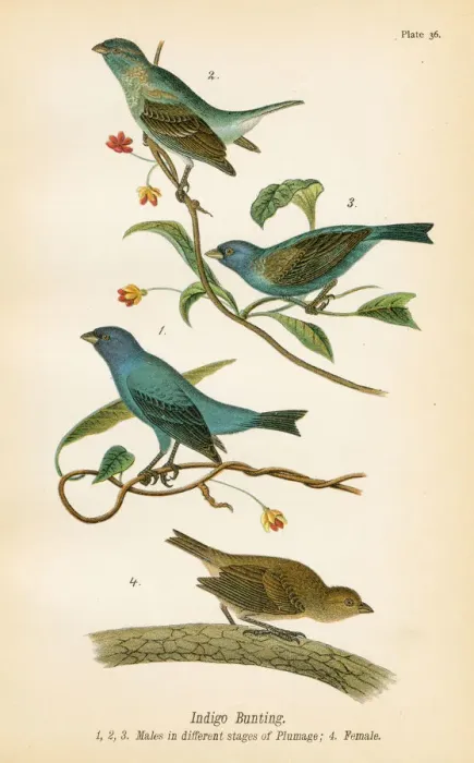 Framed Print : Indigo bunting bird lithograph 1890 Framed Print : Indigo bunting bird lithograph 1890