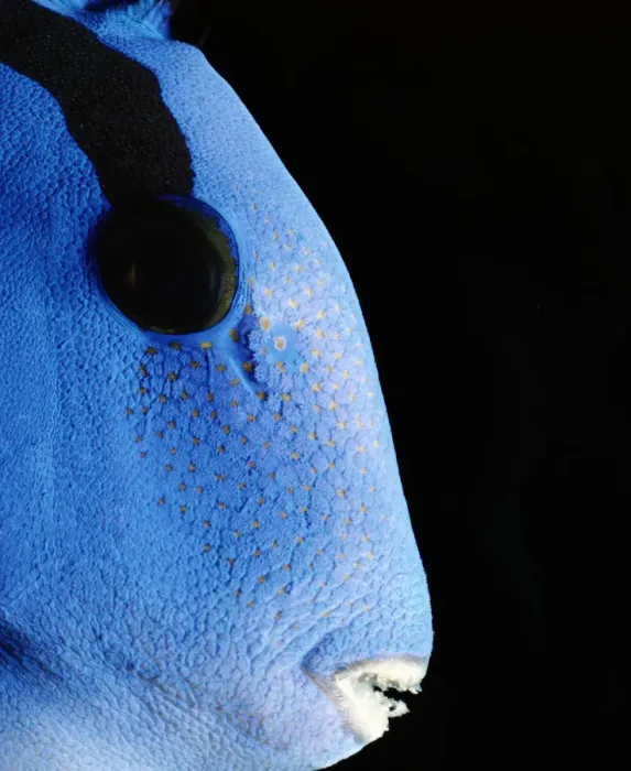 Framed Print : Indo-Pacific Bluetang (Paracanthurus hepatus), close-up Framed Print : Indo-Pacific Bluetang (Paracanthurus hepatus), close-up