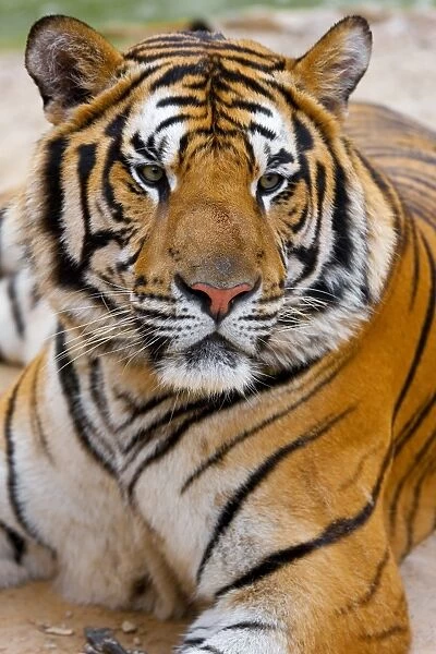 Indochinese or Corbetts Tiger