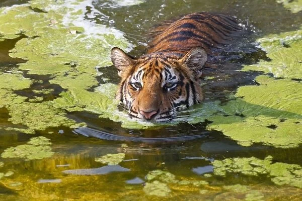 Indochinese or Corbetts Tiger In Water