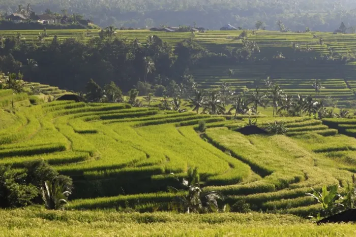 Framed Print : Indonesia, Bali, Rice Fields and Volcanoes Framed Print : Indonesia, Bali, Rice Fields and Volcanoes