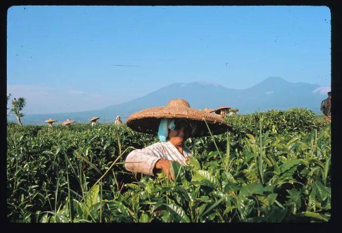 Framed Print : Indonesian Women Picking Tea in Field Framed Print : Indonesian Women Picking Tea in Field