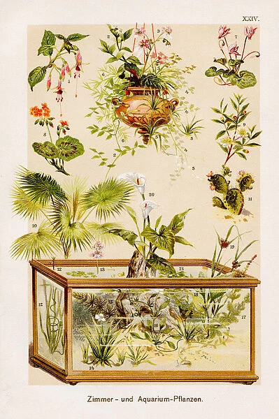 Indoor and aquarium plants Chromolithography 1899