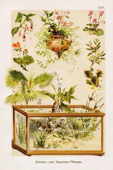 Framed Print : Indoor and aquarium plants Chromolithography 1899 Framed Print : Indoor and aquarium plants Chromolithography 1899