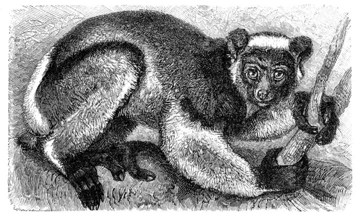 Framed Print : Indri or Babakoto (Indri indri) Framed Print : Indri or Babakoto (Indri indri)