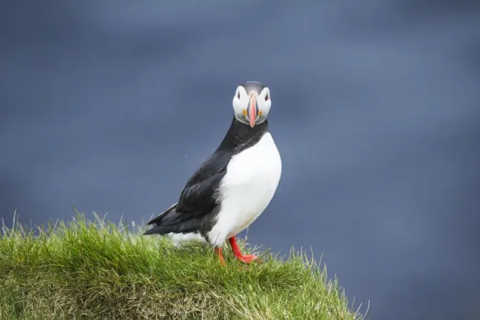 Framed Print : Ingolfshofdi, southern Iceland. Atlantic puffin Framed Print : Ingolfshofdi, southern Iceland. Atlantic puffin
