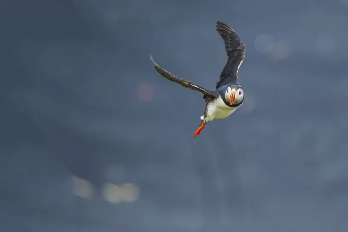 Framed Print : Ingolfshofdi, southern Iceland. Atlantic puffin Framed Print : Ingolfshofdi, southern Iceland. Atlantic puffin