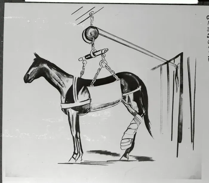 Framed Print : Injured Horse Wearing Leg Sling Framed Print : Injured Horse Wearing Leg Sling