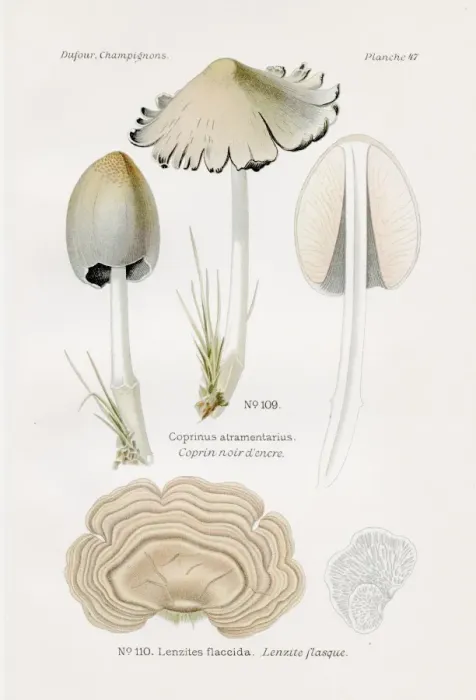 Framed Print : Ink cap mushroom 1891 Framed Print : Ink cap mushroom 1891