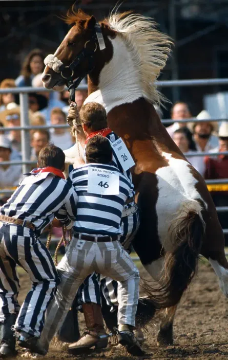 Framed Print : Inmates Trying to Restrain Horse
