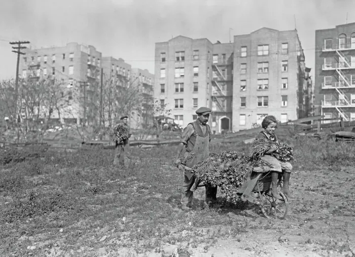 Framed Print : Inner City Farmer, Bronx Framed Print : Inner City Farmer, Bronx