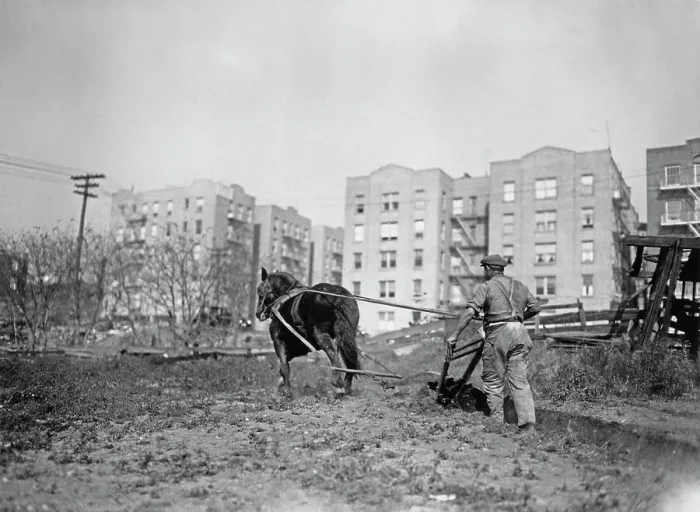 Framed Print : Inner City Farmer, Bronx