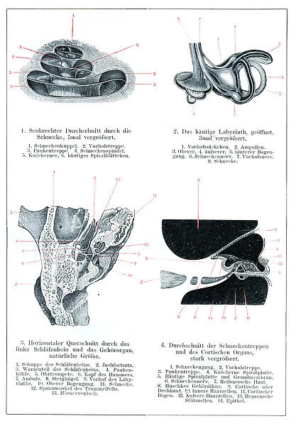 Inner and middle ear human anatomy drawing 1896