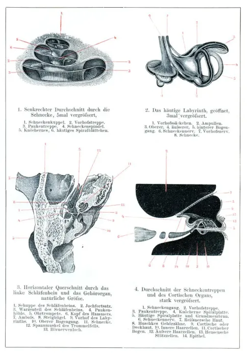 Framed Print : Inner and middle ear human anatomy drawing 1896 Framed Print : Inner and middle ear human anatomy drawing 1896