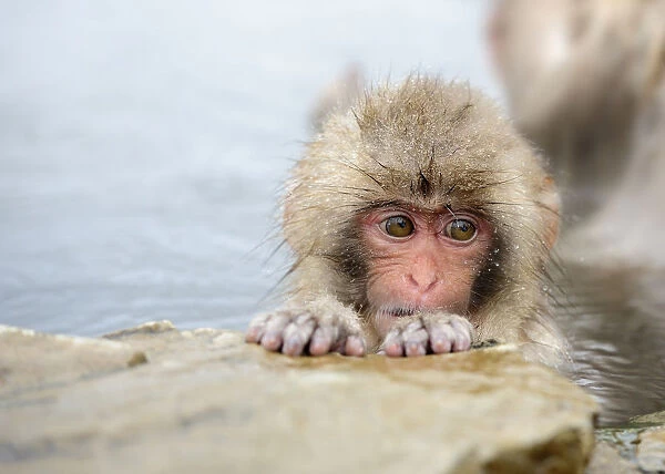 Innocence. The snow monkey at Jigokudani hot spring in Nagano have become