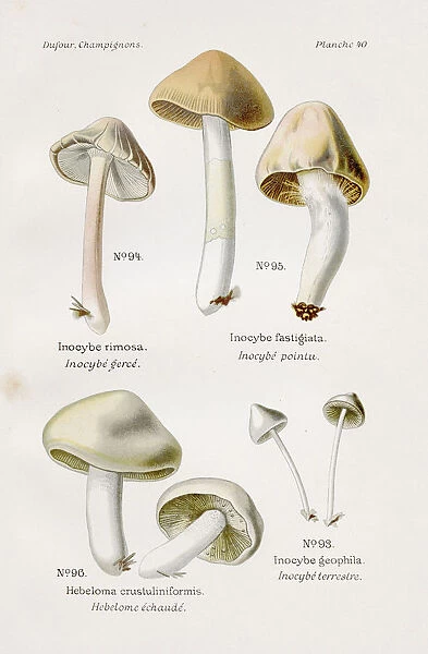 Inocybe mushroom 1891