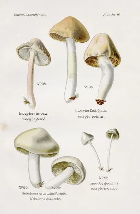 Framed Print : Inocybe mushroom 1891 Framed Print : Inocybe mushroom 1891