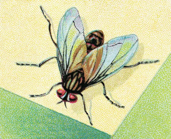 Framed Print : Insect. http: /  / csaimages.com / images / istockprofile / csa_vector_dsp.jpg