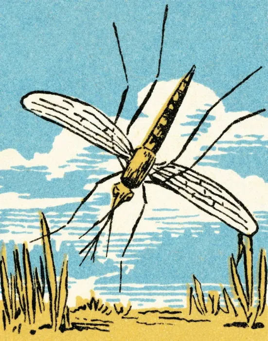 Framed Print : Insect. http: / / csaimages.com / images / istockprofile / csa_vector_dsp.jpg Framed Print : Insect. http: / / csaimages.com / images / istockprofile / csa_vector_dsp.jpg