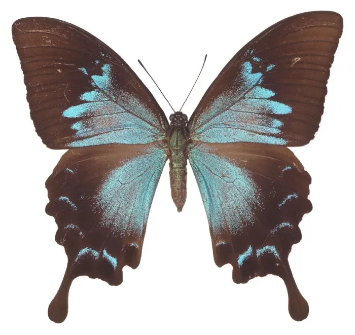 Framed Print : insect, butterfly, swallowtail