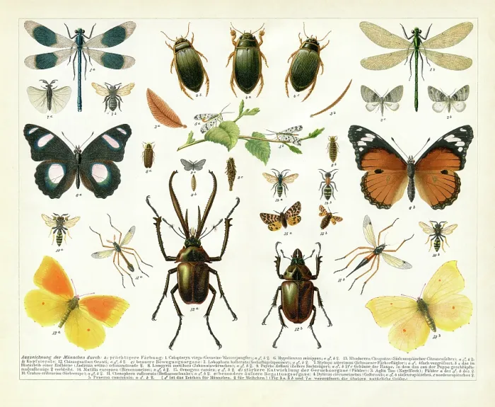 Framed Print : Insect difference between male and female wasp butterfly drawing 1895 Framed Print : Insect difference between male and female wasp butterfly drawing 1895