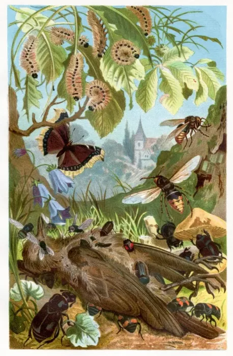 Framed Print : Insect eating deadth bird Chromolithograph 1884 Framed Print : Insect eating deadth bird Chromolithograph 1884
